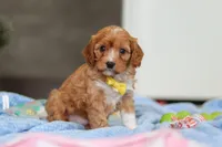Max, a female Cavapoo for sale in Fresno, OH – Photo 6 of 7