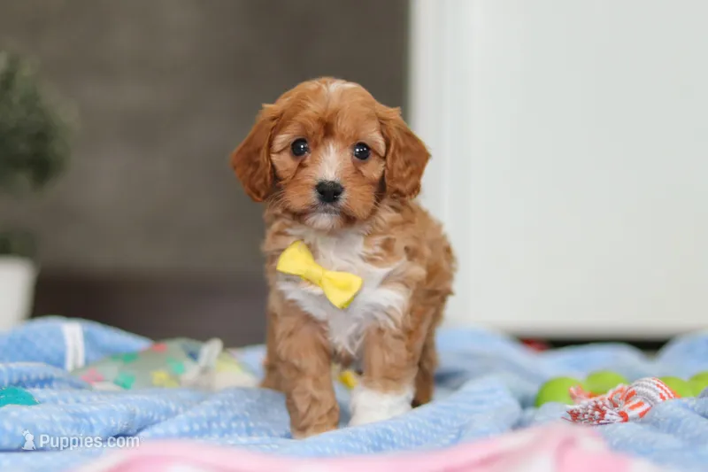 Max, a female Cavapoo for sale in Fresno, OH – Photo 1 of 7