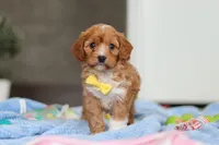 Max, a female Cavapoo for sale in Fresno, OH – Photo 1 of 7