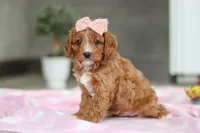 Charlotte, a female Cavapoo for sale in Fresno, OH – Photo 4 of 10