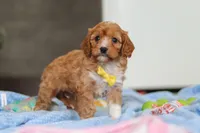 Max, a female Cavapoo for sale in Fresno, OH – Photo 5 of 7