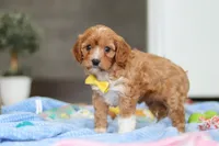 Max, a female Cavapoo for sale in Fresno, OH – Photo 2 of 7