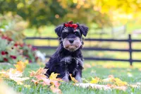Eva, a female Miniature Schnauzer for sale in Fresno, OH – 1 of 9