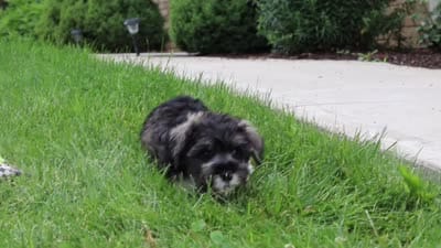 Callie, a female Miniature Schnauzer for sale in Fresno, OH – 6 of 6