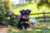Kevin, a male Miniature Schnauzer for sale in Fresno, OH – 2 of 6
