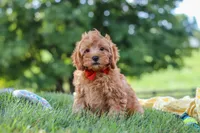 Nash, a male Cavapoo for sale in Fresno, OH – 1 of 6