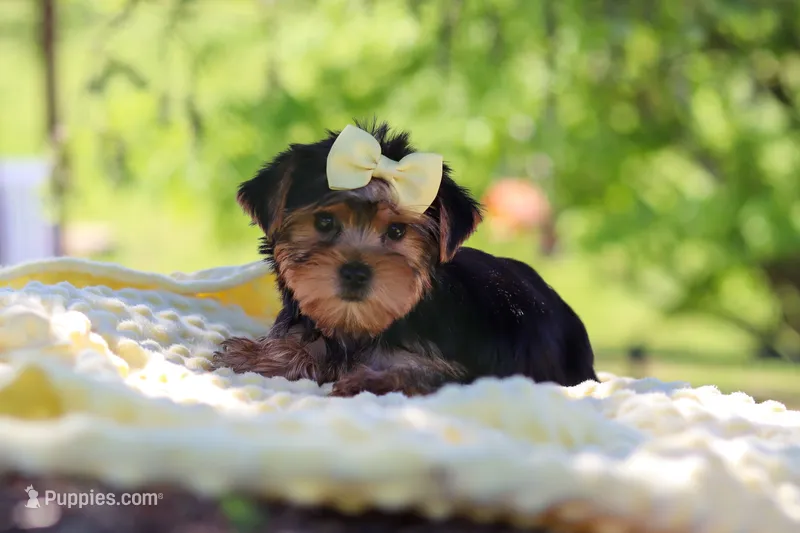 Miley – Yorkshire Terrier puppy for sale in Fresno, OH