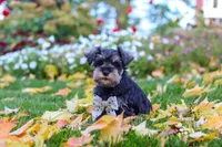 Leon, a male Miniature Schnauzer for sale in Fresno, OH – 9 of 10