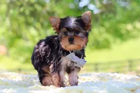 Bolt, a male Yorkshire Terrier for sale in Fresno, OH – 8 of 10