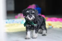 Percy, a male Miniature Schnauzer for sale in Fresno, OH – 6 of 10