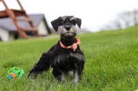 Iris, a female Miniature Schnauzer for sale in Fresno, OH – 3 of 8