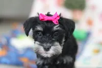 Iris, a female Miniature Schnauzer for sale in Fresno, OH – Photo 5 of 7