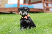 Iris, a female Miniature Schnauzer for sale in Fresno, OH – 7 of 8