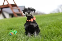 Iris, a female Miniature Schnauzer for sale in Fresno, OH – 4 of 8