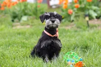 Iris, a female Miniature Schnauzer for sale in Fresno, OH – 2 of 8