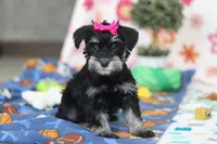 Iris, a female Miniature Schnauzer for sale in Fresno, OH – Photo 4 of 7