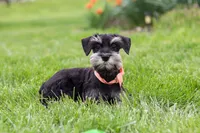 Iris, a female Miniature Schnauzer for sale in Fresno, OH – 8 of 8