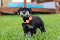 Iris, a female Miniature Schnauzer for sale in Fresno, OH – 6 of 8