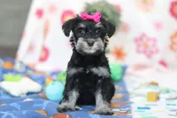 Iris, a female Miniature Schnauzer for sale in Fresno, OH – Photo 3 of 7