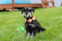 Iris, a female Miniature Schnauzer for sale in Fresno, OH – 5 of 8