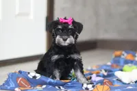 Iris, a female Miniature Schnauzer for sale in Fresno, OH – Photo 2 of 7