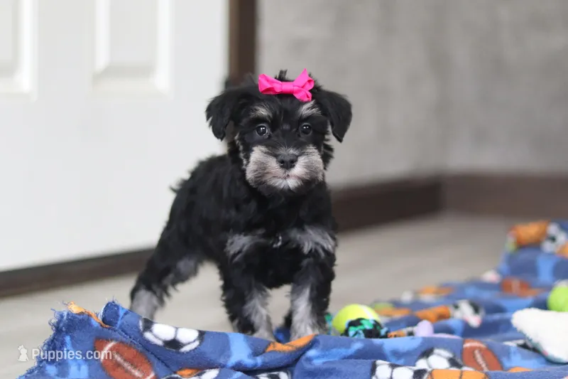 Iris – Miniature Schnauzer puppy for sale in Fresno, OH