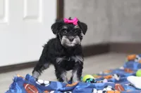 Iris, a female Miniature Schnauzer for sale in Fresno, OH – Photo 1 of 7