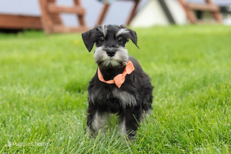 Iris – Miniature Schnauzer puppy for sale in Fresno, OH