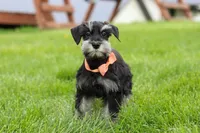 Iris, a female Miniature Schnauzer for sale in Fresno, OH – 1 of 8