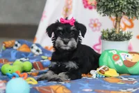 Iris, a female Miniature Schnauzer for sale in Fresno, OH – Photo 7 of 7