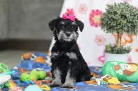Iris, a female Miniature Schnauzer for sale in Fresno, OH – Photo 6 of 7