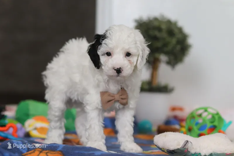 Tate – Poodle - Miniature  puppy for sale in Fresno, OH