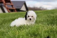 Tate, a male Poodle - Miniature  for sale in Fresno, OH – 6 of 8