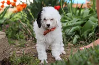 Tate, a male Poodle - Miniature  for sale in Fresno, OH – 4 of 8