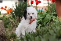 Tate, a male Poodle - Miniature  for sale in Fresno, OH – 7 of 8