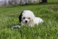 Tate, a male Poodle - Miniature  for sale in Fresno, OH – 2 of 8