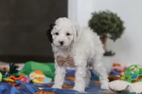 Tate, a male Poodle - Miniature  for sale in Fresno, OH – Photo 5 of 5