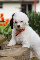 Tate, a male Poodle - Miniature  for sale in Fresno, OH – 3 of 8