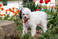 Tate, a male Poodle - Miniature  for sale in Fresno, OH – 1 of 8