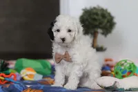 Tate, a male Poodle - Miniature  for sale in Fresno, OH – Photo 3 of 5