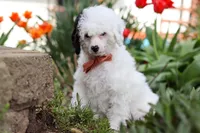 Tate, a male Poodle - Miniature  for sale in Fresno, OH – 5 of 8