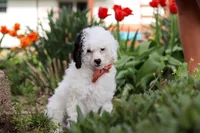 Tate, a male Poodle - Miniature  for sale in Fresno, OH – 8 of 8