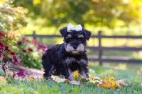 Callie, a female Miniature Schnauzer for sale in Fresno, OH – 4 of 10