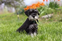 James, a male Miniature Schnauzer for sale in Fresno, OH – 9 of 10