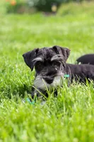 James, a male Miniature Schnauzer for sale in Fresno, OH – 8 of 10