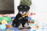 James, a male Miniature Schnauzer for sale in Fresno, OH – Photo 3 of 5