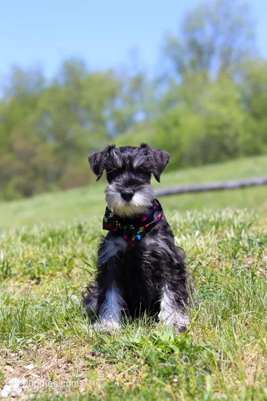 James – Miniature Schnauzer puppy for sale in Fresno, OH