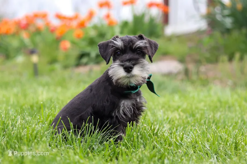 James – Miniature Schnauzer puppy for sale in Fresno, OH