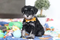 James, a male Miniature Schnauzer for sale in Fresno, OH – Photo 2 of 5