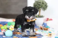James, a male Miniature Schnauzer for sale in Fresno, OH – Photo 4 of 5